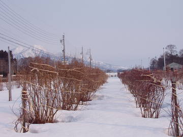 20110325.JPG